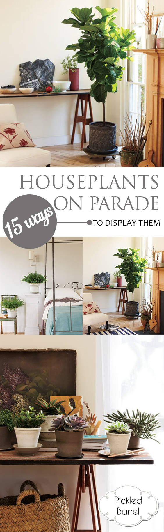 Houseplants on Parade--15 Ways to Display Them – Pickled Barrel