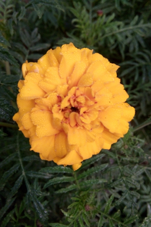 Creating Color Natural Dyes Made From Plants Pickled Barrel