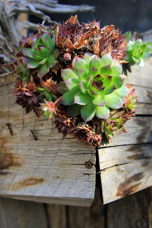 easy-crafts-using-barn-wood-that-anyone-can-do-pickled-barrel